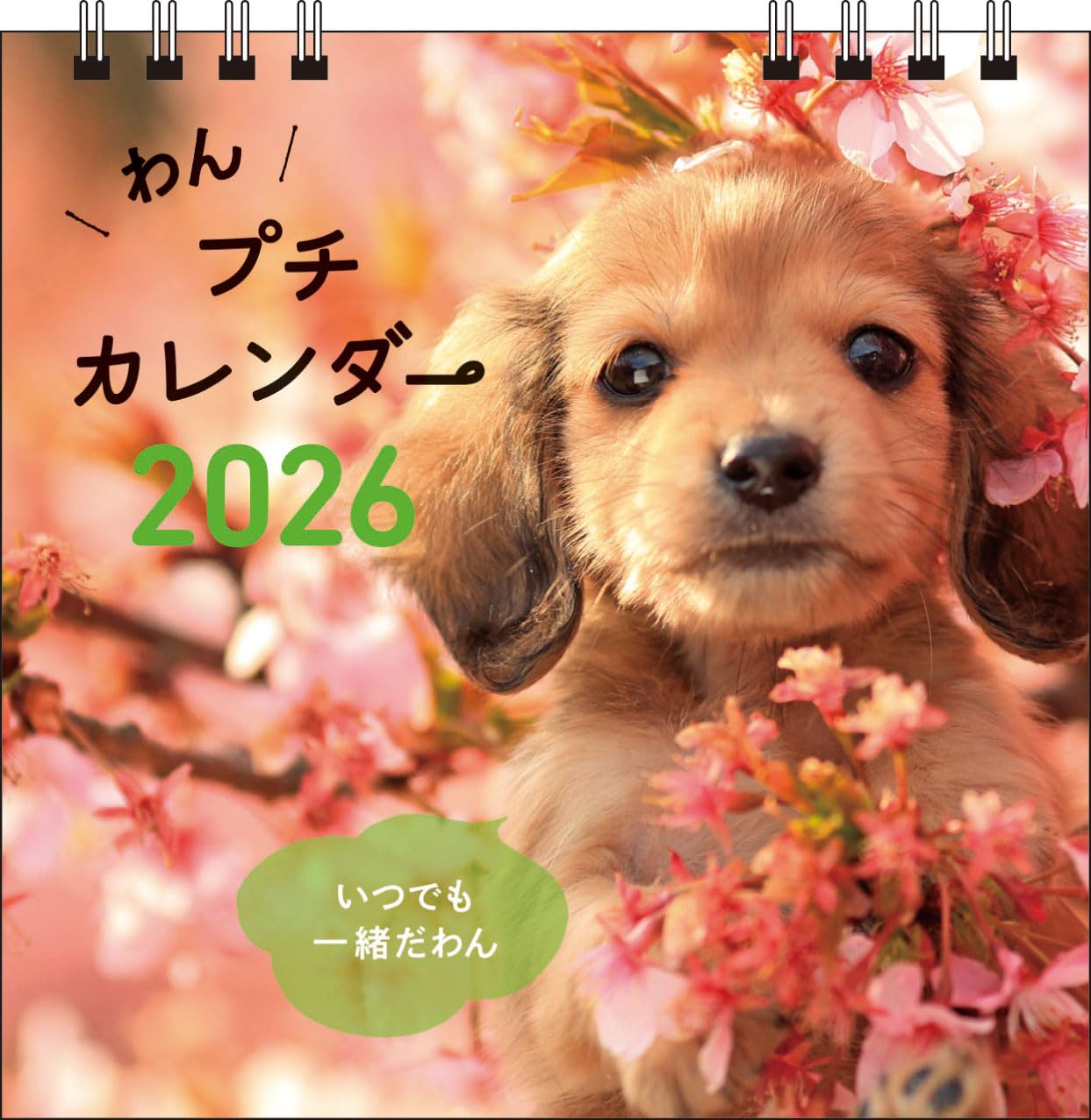 S1】 2026 わん プチカレンダー (永岡書店のカレンダー) | 森田米雄