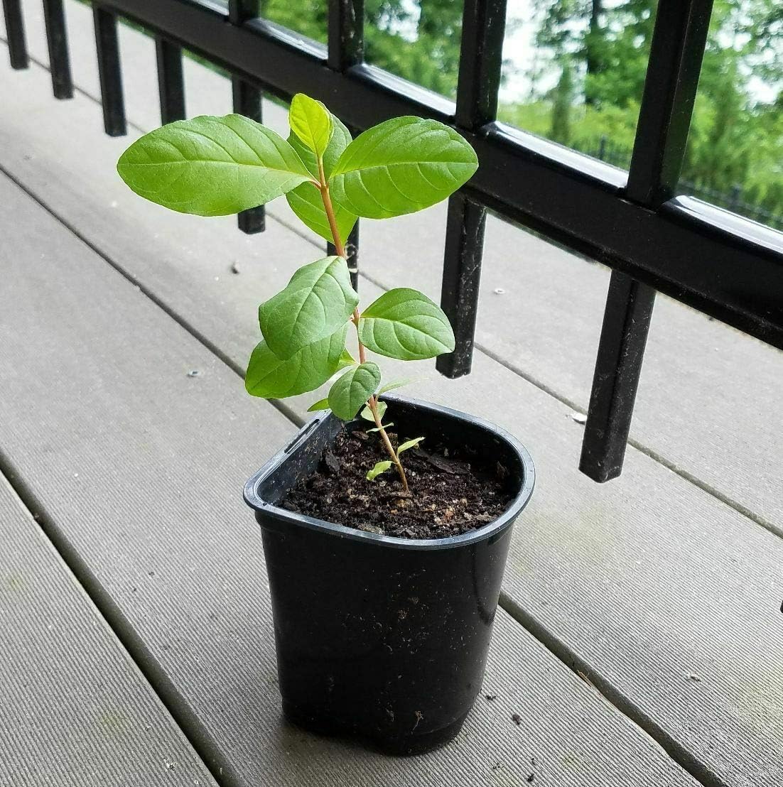 1 Guava Fruit, Big Juicy White Fresh Guava, Fully Rooted Healthy Live Plant