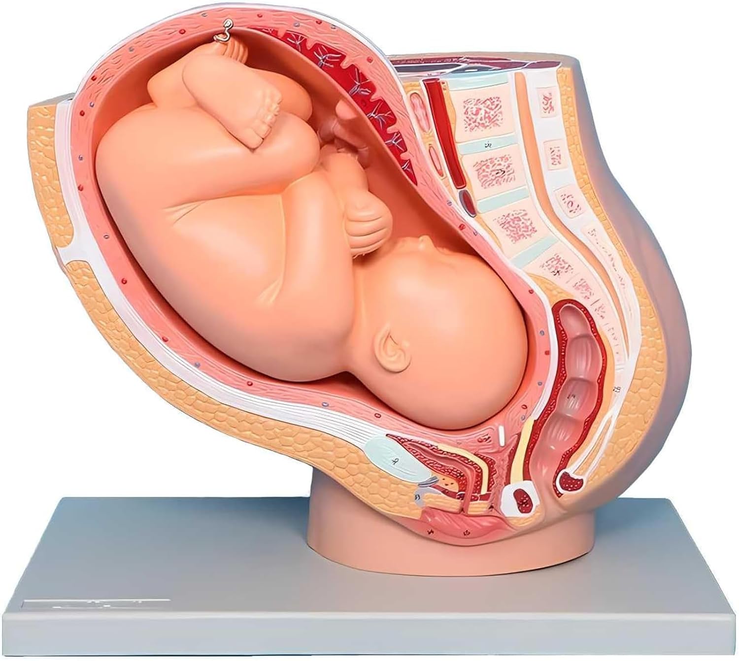 Mini Fetal Development Model, 1/3 9 Months Fetus Development Model with Detachable Fetal Model for Maternity Courses, Fertility Education