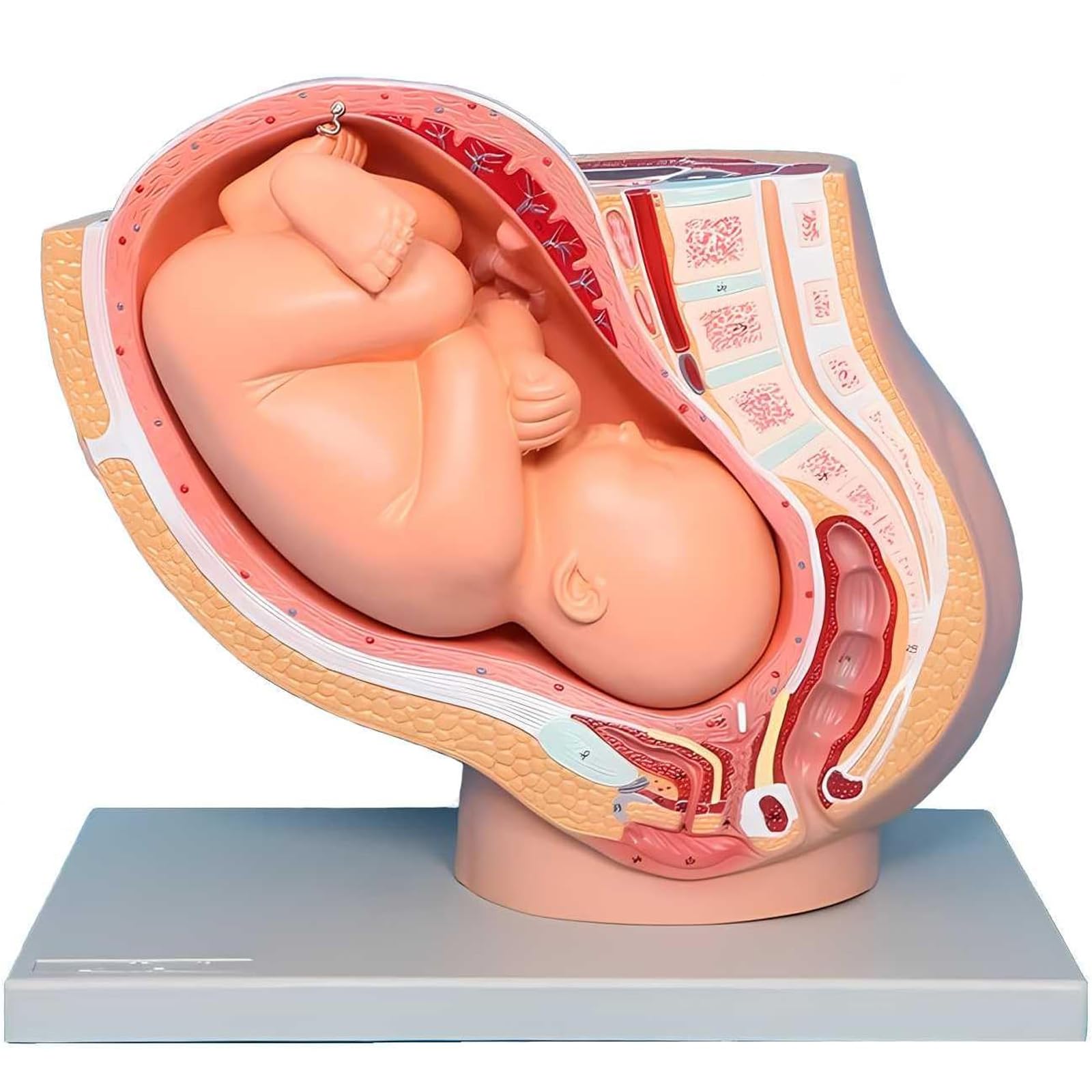 Modèle de développement fœtal 9 mois pour éducation à la fertilité