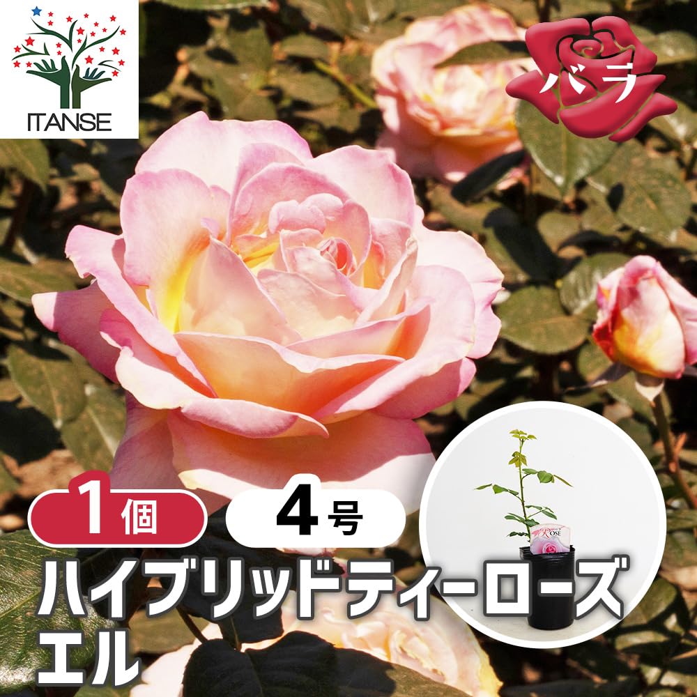 Amazon.co.jp: ITANSE 薔薇 エル 接木4号 1個売り[花木苗/薔薇苗