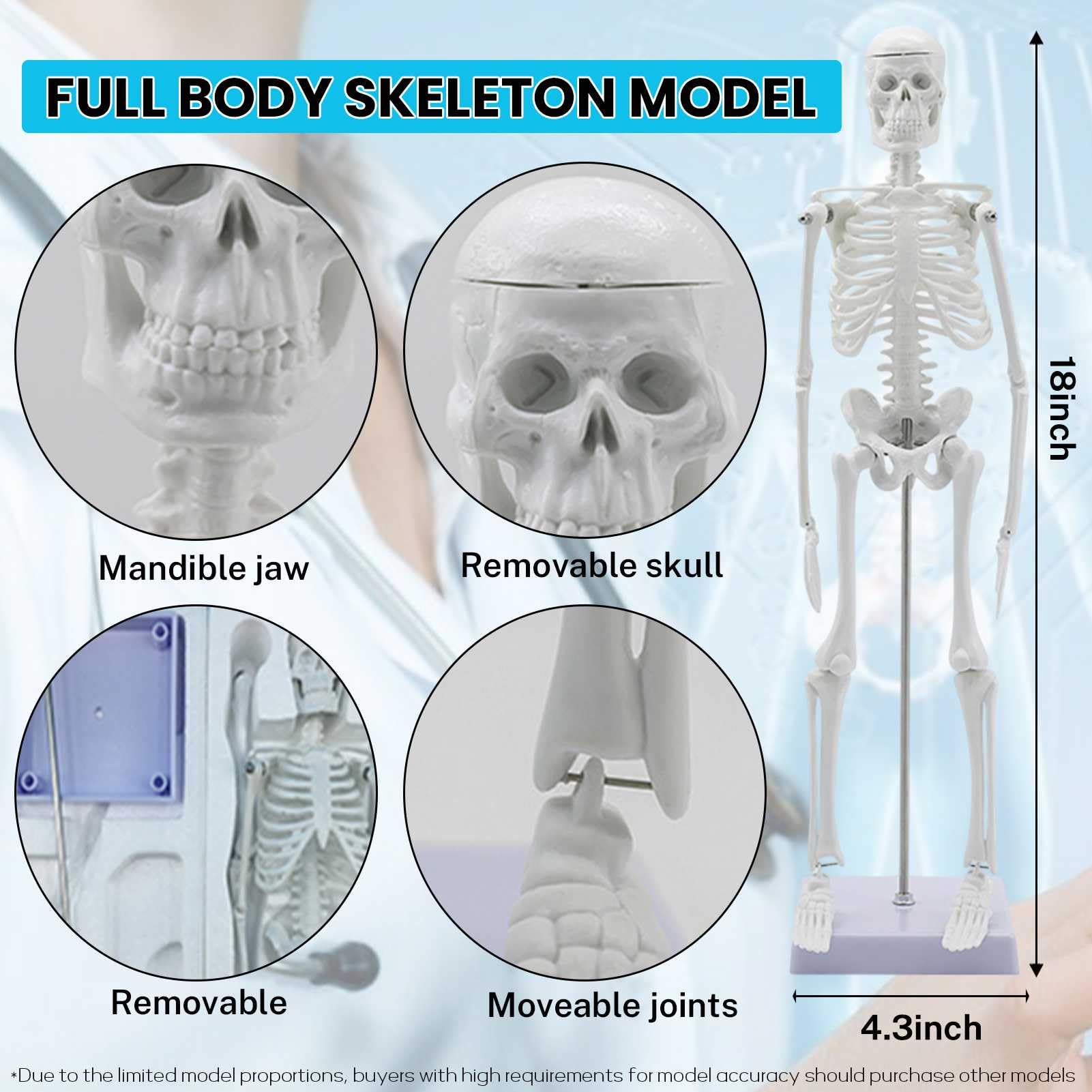 Modelli di Anatomia Umana - Set di 3 (Scheletro, Torso, Cuore) per Lo Studio dell'anatomia Umana