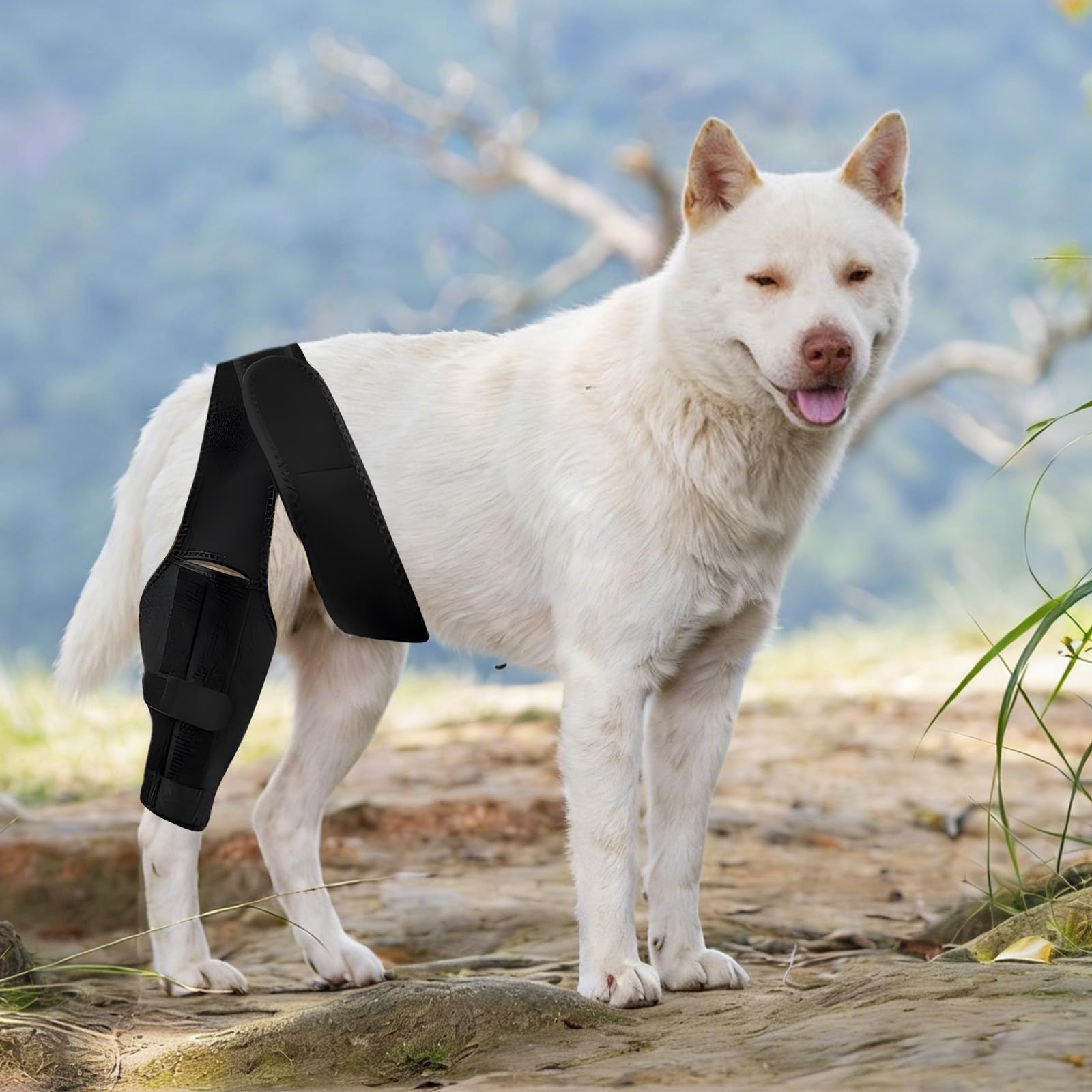 Amazon.co.jp: HACRAHO 犬用膝サポーター 前十字靭帯断裂用 後脚用 ACL