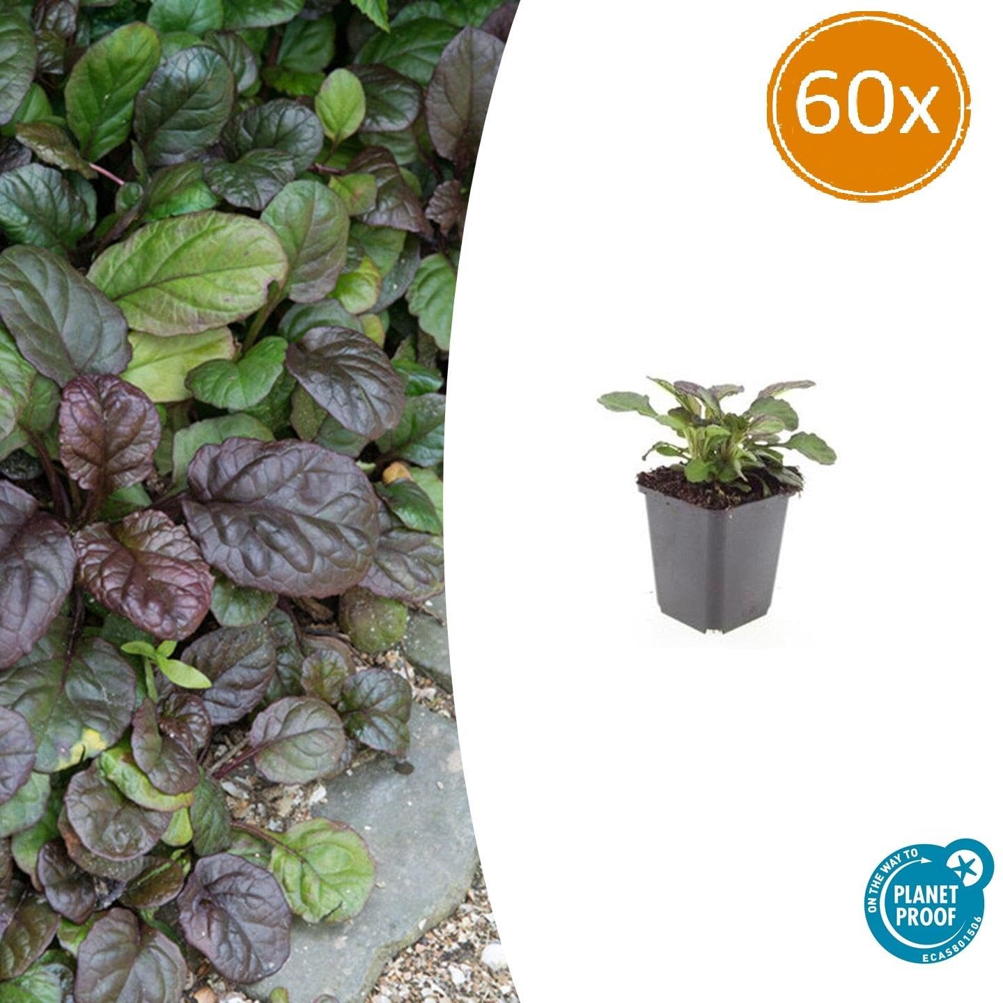 Ajuga Reptans Catlin's Giant, okrywowa ziemia, niebieska, zestaw 60 sztuk