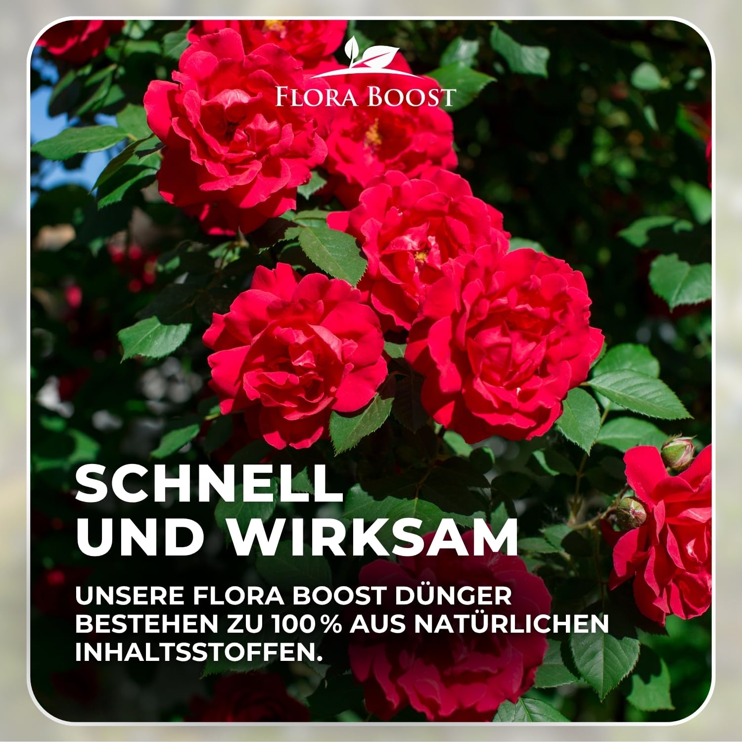 Flora Boost PRO Rosen Dünger 5 kg I Langzeitdünger für Edel-, Beet-, Kletter- & Strauchrosen I Granulat für üppige Blüten, kräftiges Wachstum & gesunde Rosen