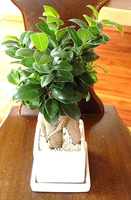 Amazon 幸せを呼ぶ樹 幸せを見守る樹 ガジュマル ホワイト陶器入り ロマンチックな観葉植物 誕生日プレゼント 結婚祝い 誕生日プレゼント お祝い フルールココ 観葉植物