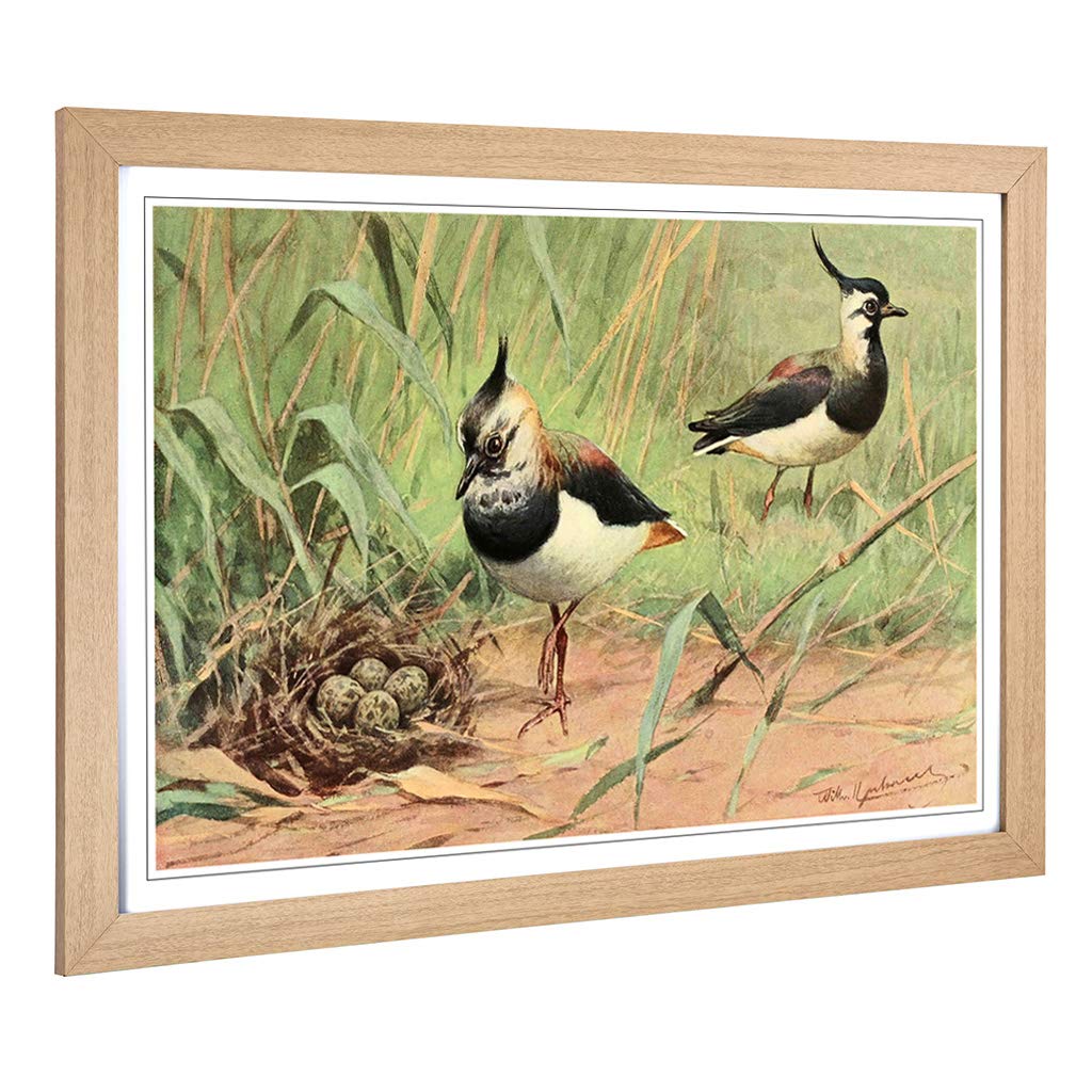 Big Box Art Framed Print of Vintage W Kuhnert Northern Lapwing Design | Wall Art Picture | Home Decor for Kitchen, Living Room, Bedroom, Hallway, Oak, A2 / 24.5x18 Inch / 62x45cm