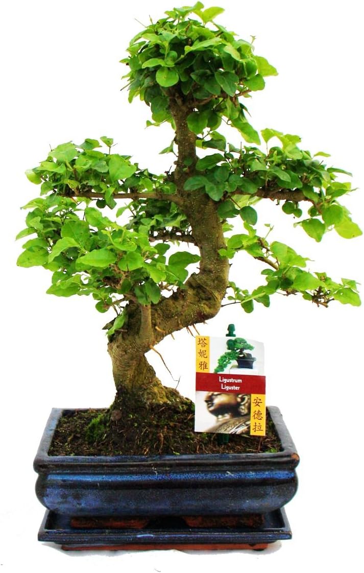 Bonsai Ligustrum 9 yrs old - 1 tree