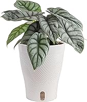 Vista 25 de Costa Farms Trending Tropicals - Planta de interior viva Begonia maculata de 15 pulgadas de alto, en maceta decorativa blanca