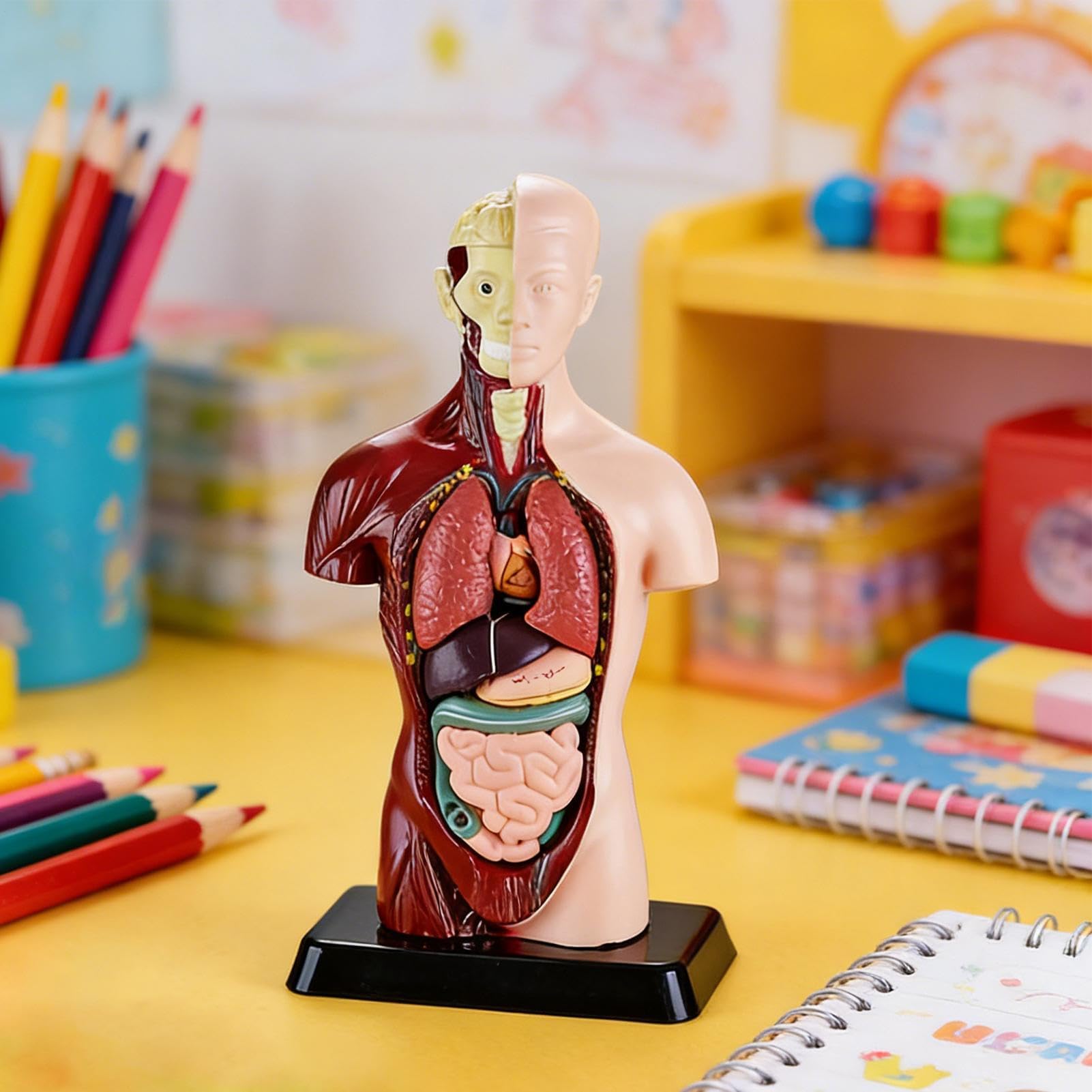 Model anatomii ciała człowieka, realistyczny zestaw do nauki, interaktywne narzędzie do nauki anatomii, model szkieletu w stylu akademickim, materiał edukacyjny dla uczniów szkół i nauczycieli domowyc