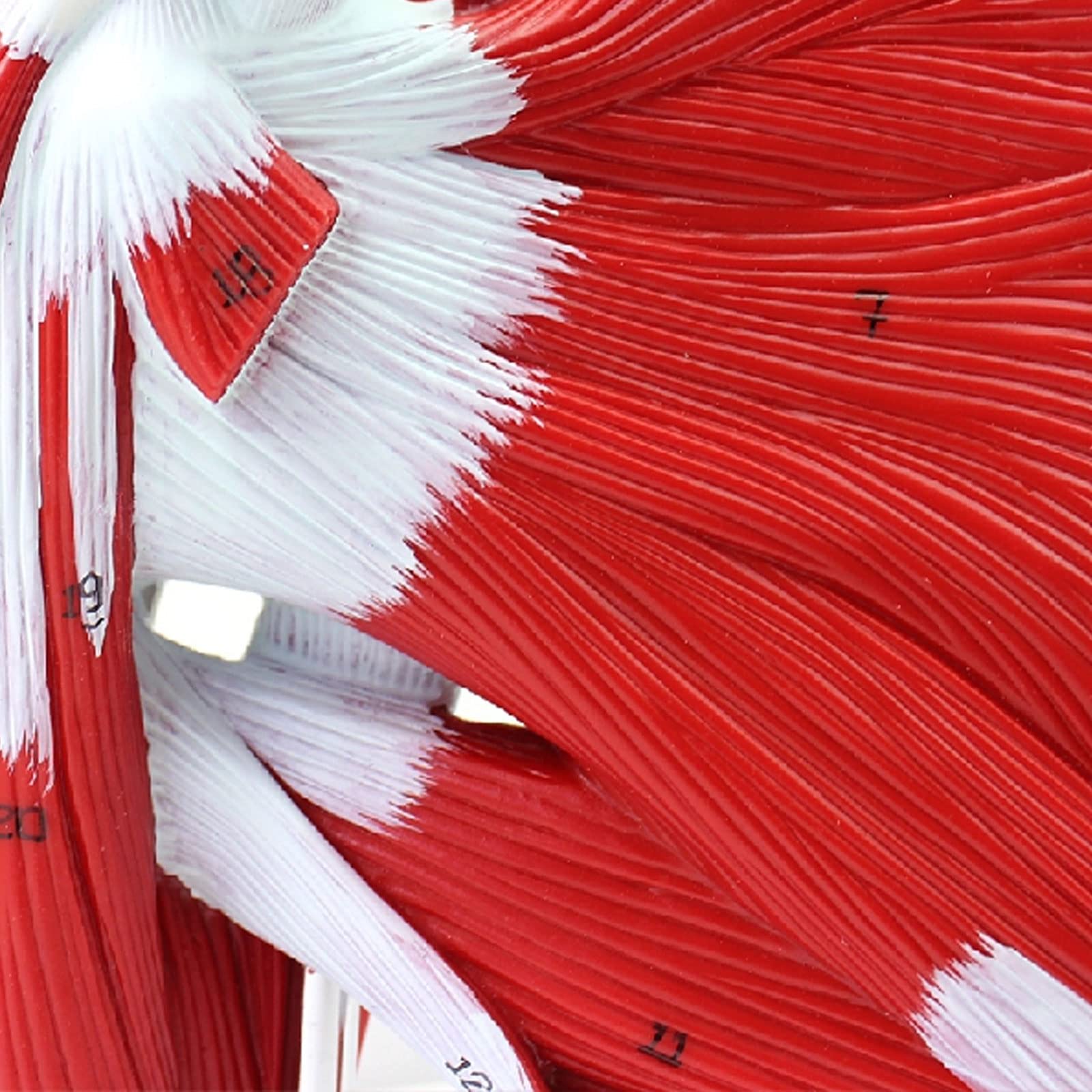Model anatomiczny kończyny górnej człowieka z mięśniem Model stawu kończyny górnej Model anatomii szkieletu człowieka Materiały dydaktyczne medyczne