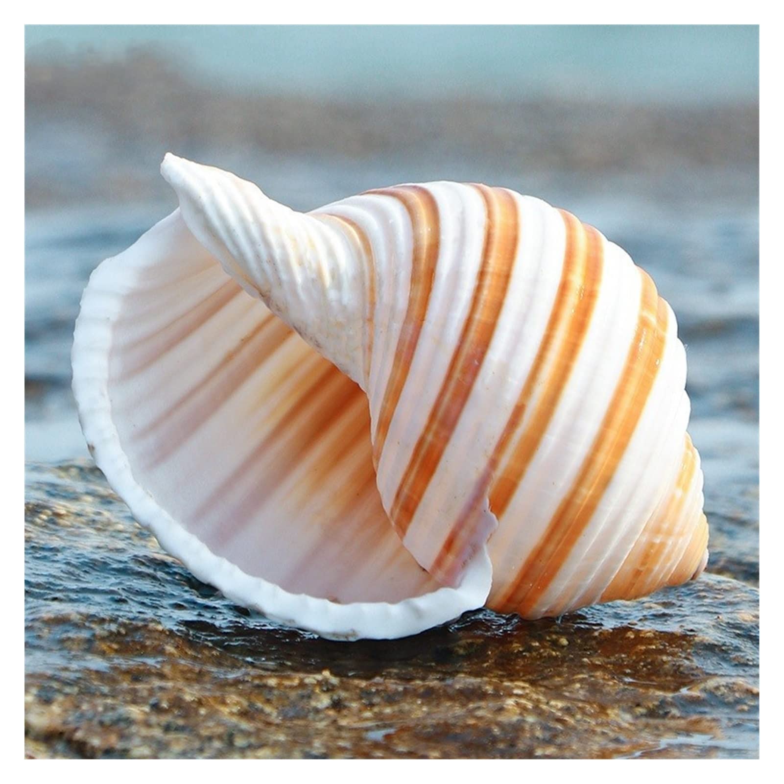 12 Teile/los Neue Seeschnecke Natürliche Shell Große Tritonshorn Aquarium Aquarium Rolle Schalentiere Zucht Mittelmeer Topf Einrichtung Ozean Dekoration Raumdekoration (Color : 10-11cm)