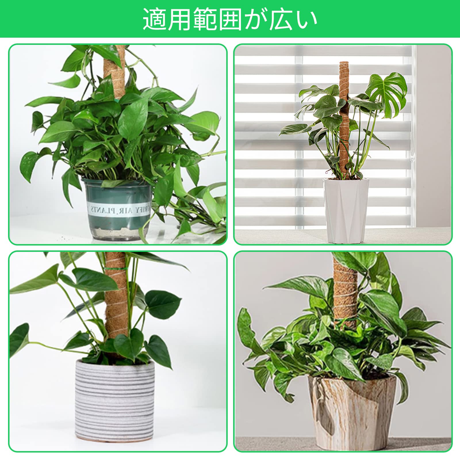 Amazon | やぬき 6本セット 園芸支柱 40cm モンステラ 支柱 ヘゴ支柱