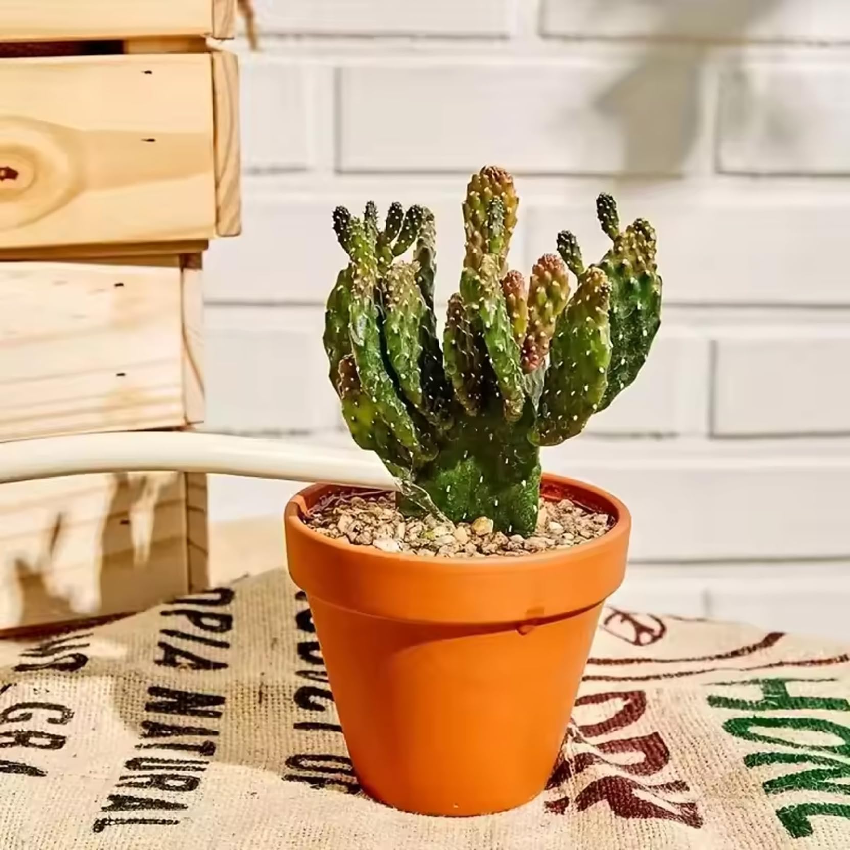 Vasi in Terracotta, Confezione da 24 Vasi per Piante in Terracotta, Piccola Argilla da 2, 17 Pollici con Foro di Drenaggio, Mini Fiore per Piante Grasse, Erbe, Fioriera Classica Ceramica Rosso Matt