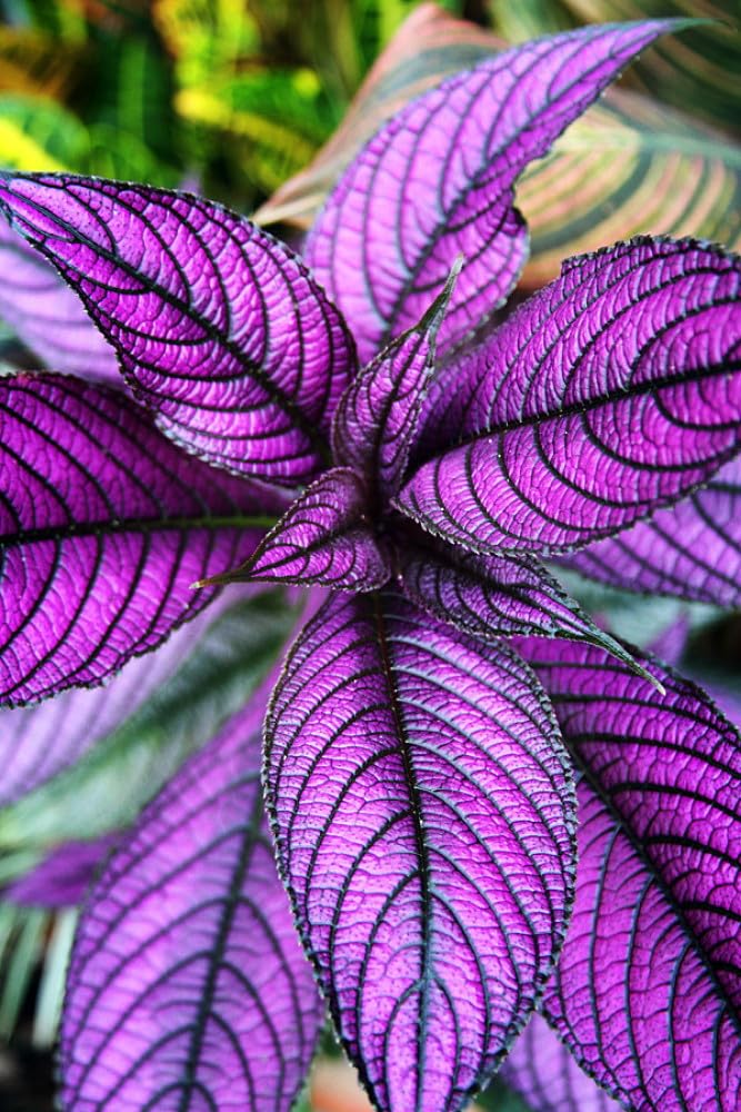 Questa Nursery Persian Shield plant (B0D9NN7VBL) Amazon Price History, Amazon Price Tracker