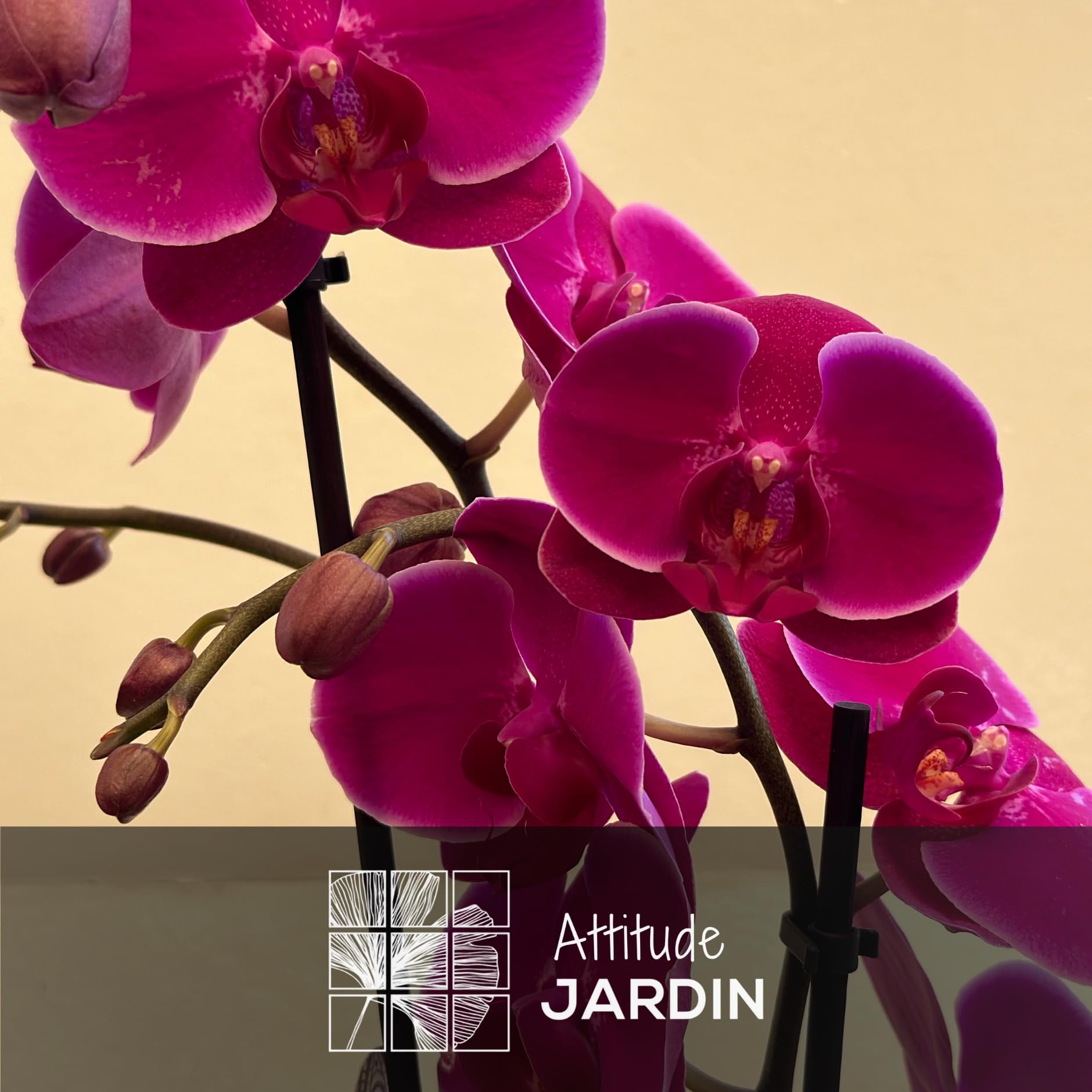 Attitude Jardin - Orchidée fuchsia - double branche - phalaenopsis - 60-70 cm - ⌀ 12 cm - cache pot en céramique blanc