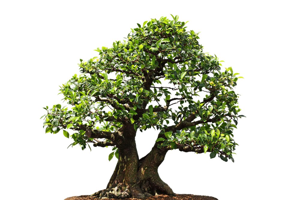 Ficus Microcarpa 20 Seeds Green Island fig, Laurel Fig - Great for Bonsai