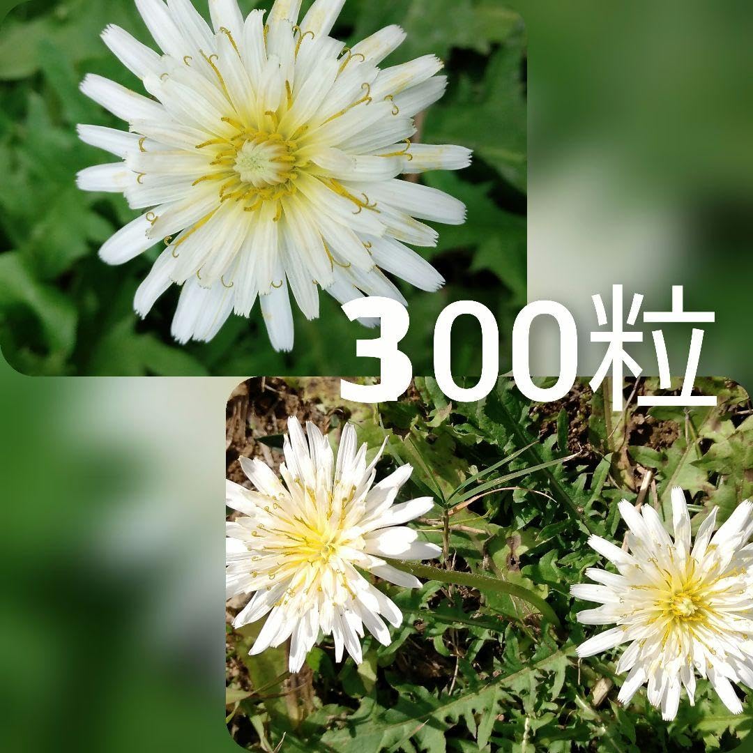 Amazon.co.jp: 白花タンポポ 日本たんぽぽ 種 300粒 : DIY・工具