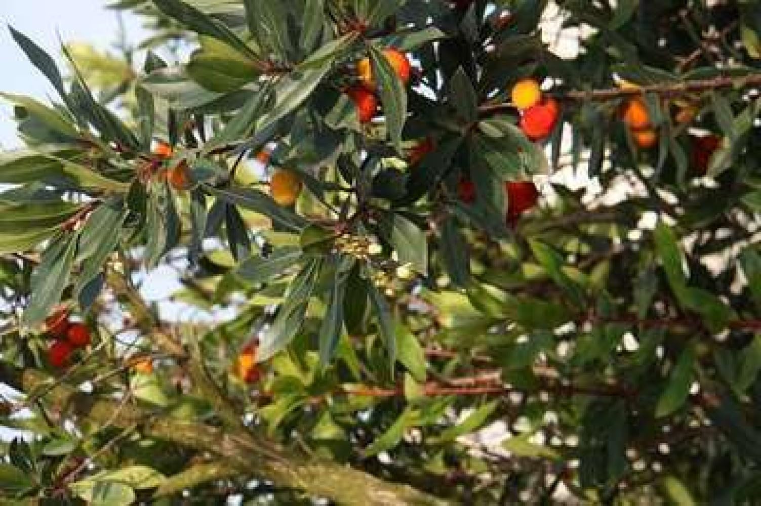Arbutus unedo - Erdbeerbaum 60-80 cm Container