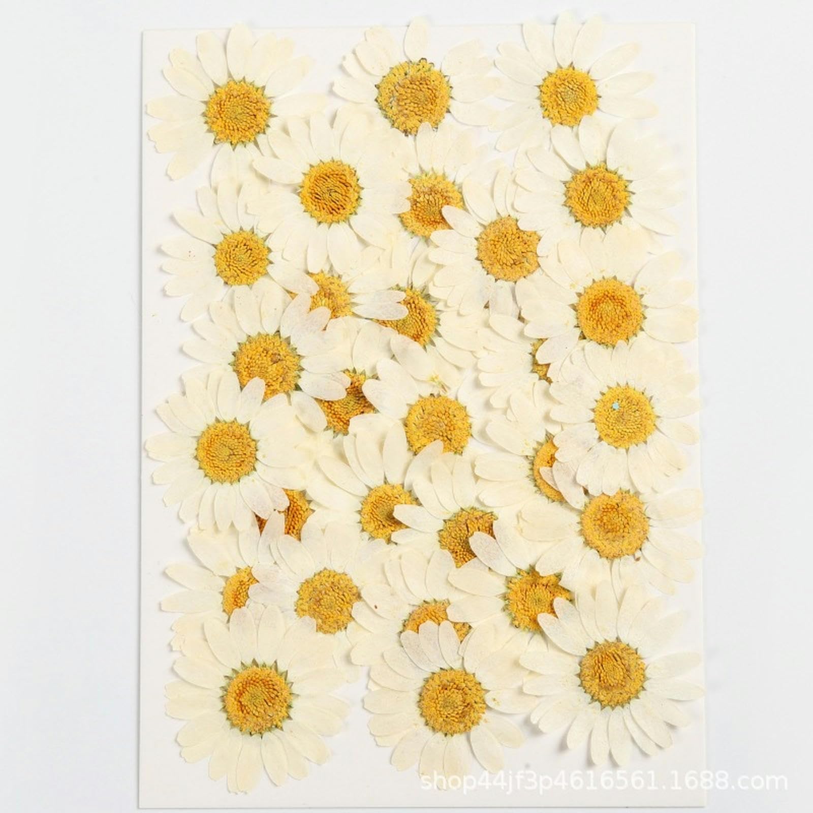 DONGMACE 24 Pcs White Chrysanthemum Dried Flower Embossed Handmade DIY Plant Specimen Pressed Flower-1