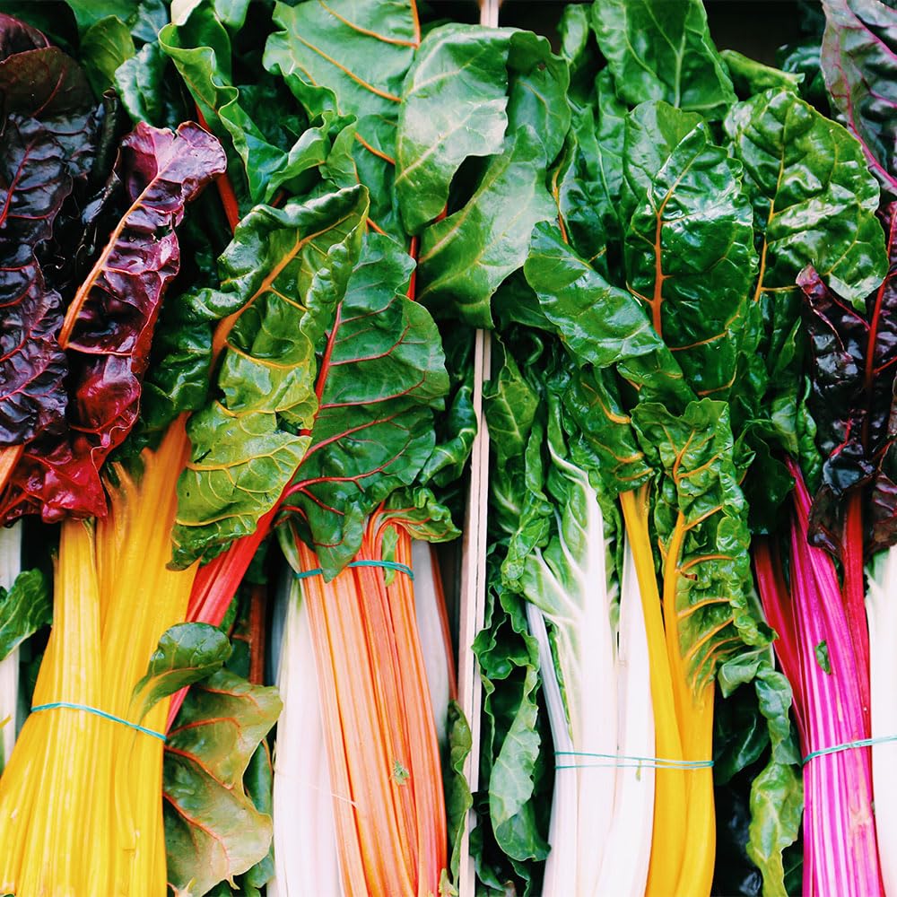 Chard Seeds – Rainbow Mix Italian Variety – Bieta da Costa in Miscuglio di Colori – Early, Productive, Colourful Stalks – Cut & Come Again
