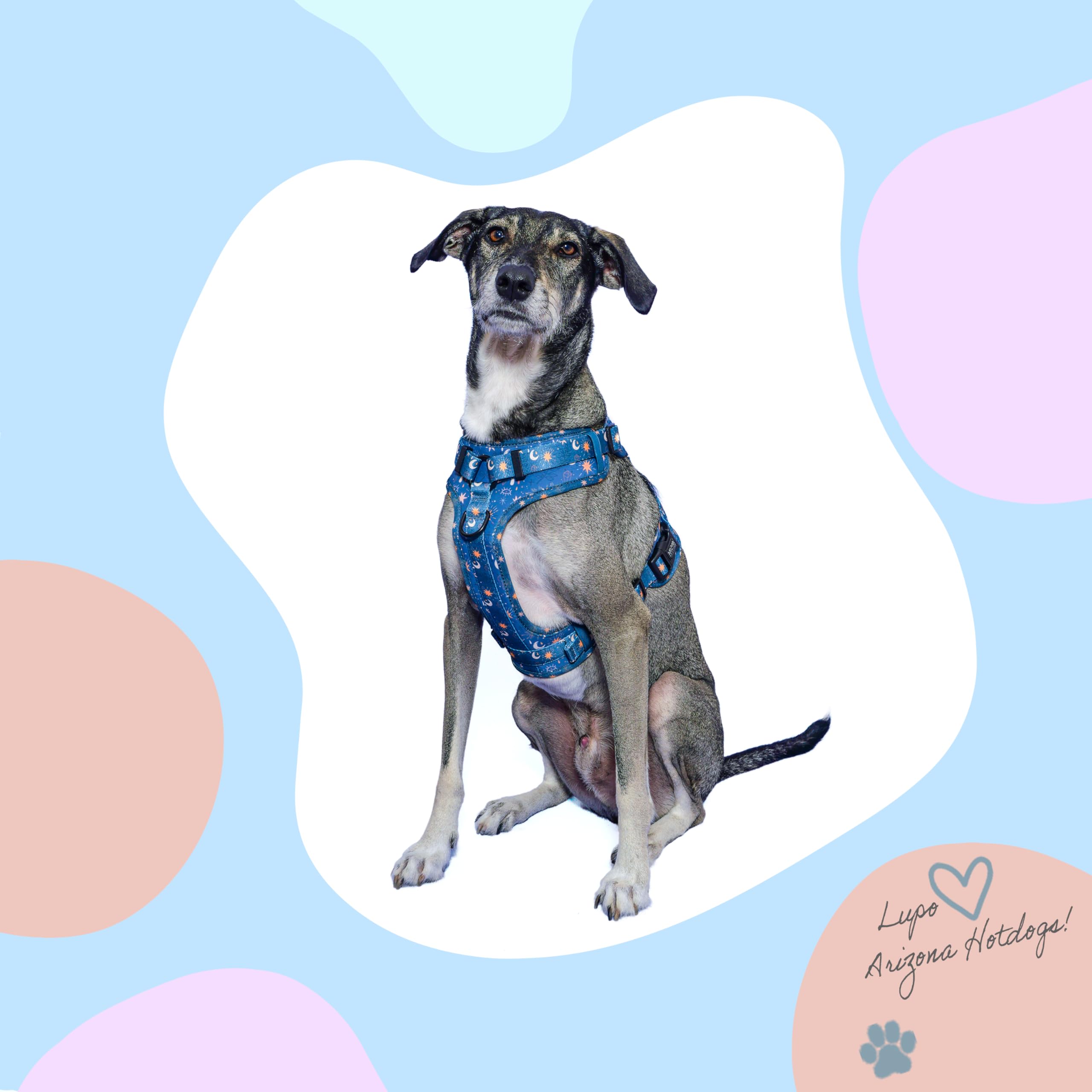 Hunde-Griffgeschirr Neopren | Arizona Hotdogs Griffgeschirr Moonlight| Dunkelblau (L)