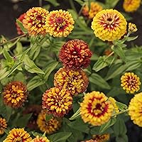 Vista 42 de Eden Brothers - Semillas de zinnia, cactus con flores, sin OMG, plantar en primavera, paquete, flores de bajo mantenimiento, zonas 3, 4, 5, 6, 7, 8