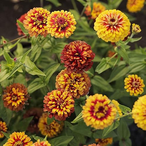 Miniatura 42 de Eden Brothers - Semillas de zinnia, cactus con flores, sin OMG, plantar en primavera, paquete, flores de bajo mantenimiento, zonas 3, 4, 5, 6, 7, 8