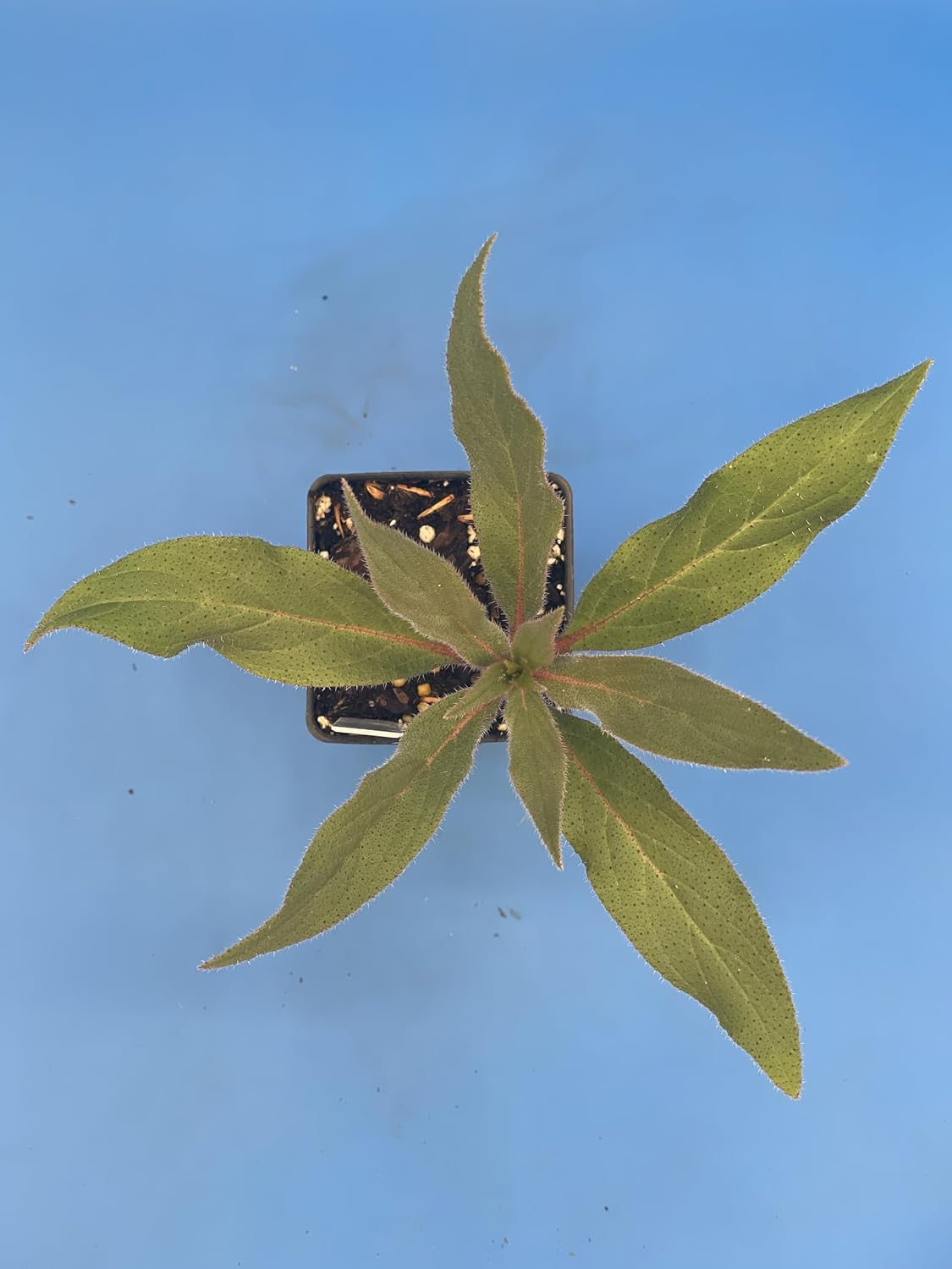 Tower of Jewels Live Plant 3" Starter Pot - Echium wildpretii - No Shipping to California Or Arizona!
