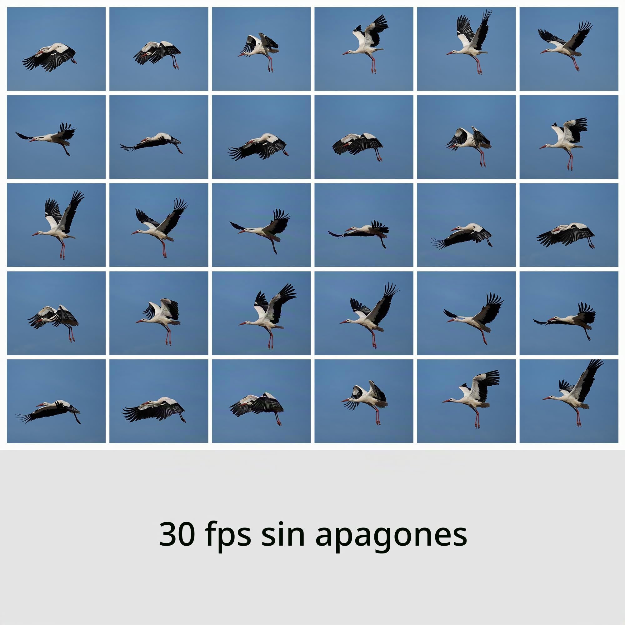 Sony RX10 V | Cámara con Zoom de Alto Rendimiento (24-600 mm) | Enfoque automático con detección en tiempo real,sensor de 20.1MP, disparo en ráfaga ininterrumpido a 30fotogramas por segundo
