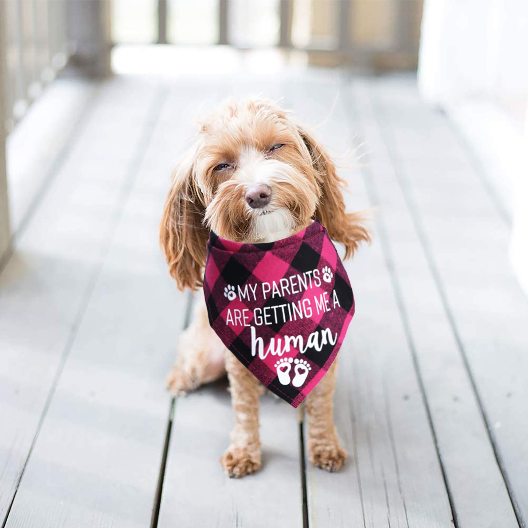 STMK Bandana pour chien « My Parents are Getting Me A Human » - Annonce de grossesse - Bandana pour chien - Annonce du sexe de bébé - Accessoire photo pour chien (bleu et rose)