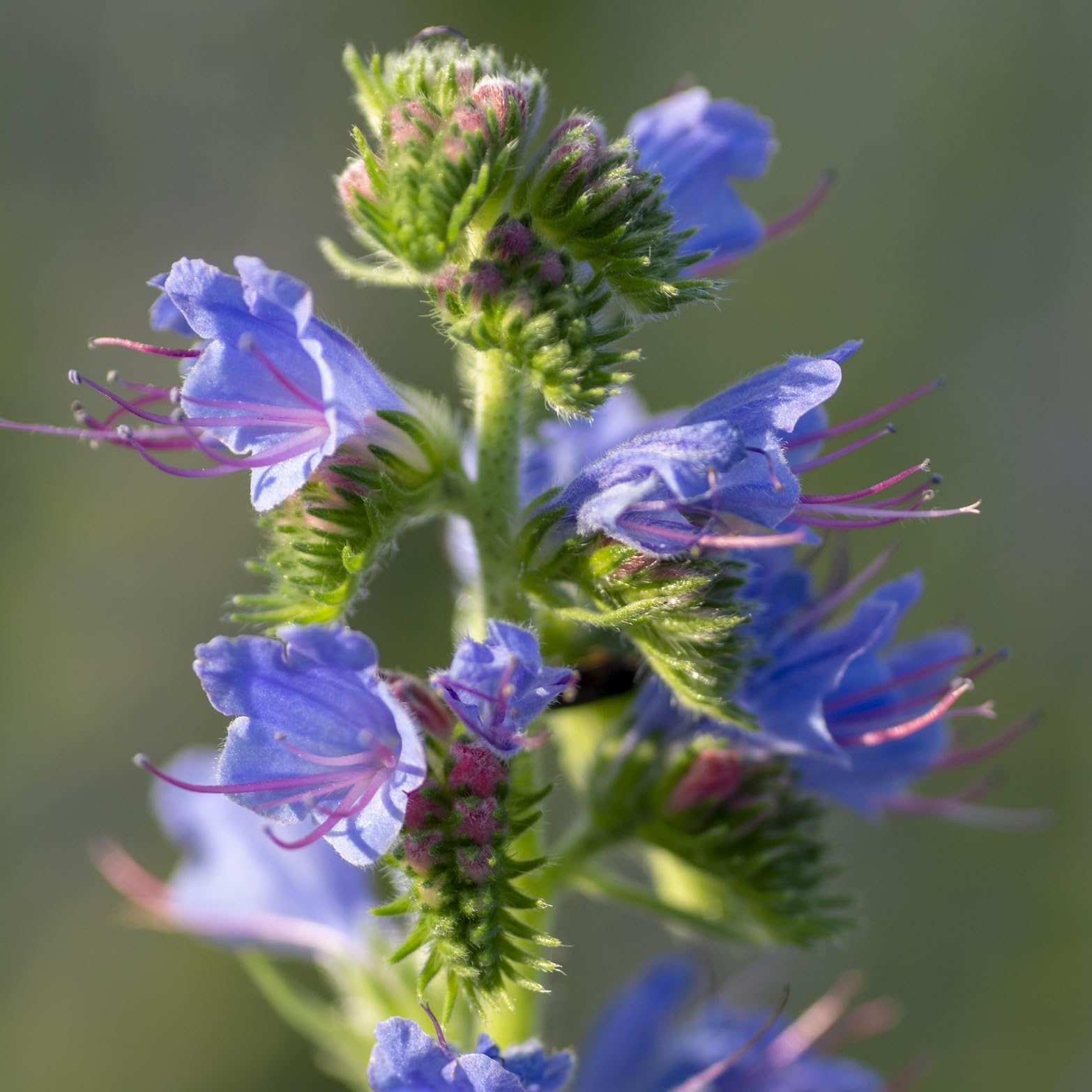 VIPER'S-Bugloss (ECHIUM VULGARE) - 1.25 Gram ~ 360 Seeds - Wild Flower