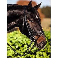 Covalliero Kerbl, Briglia Standard da Equitazione