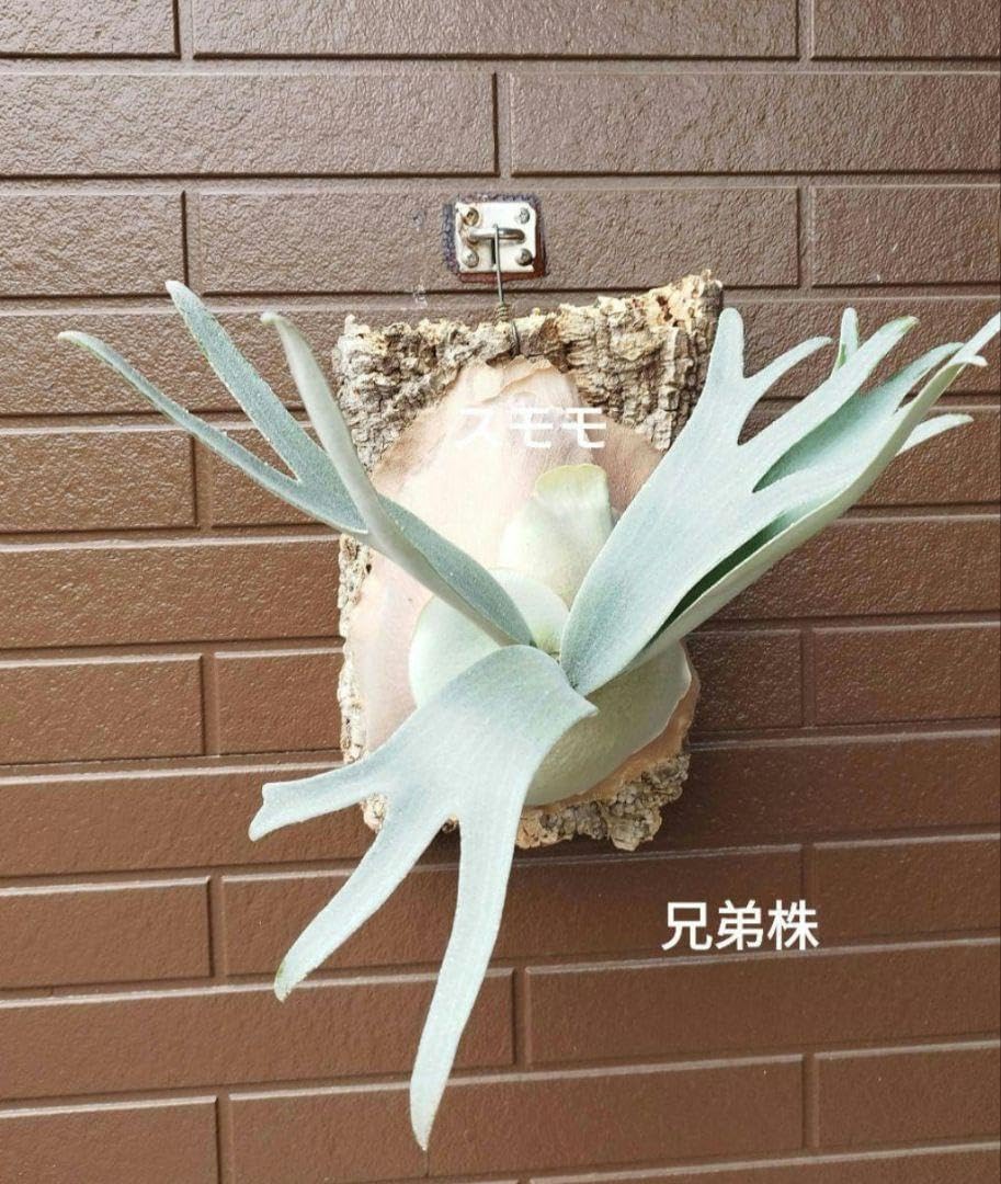 E-1 bifur sp white 白ビフ ビカクシダ コウモリラン 観葉植物