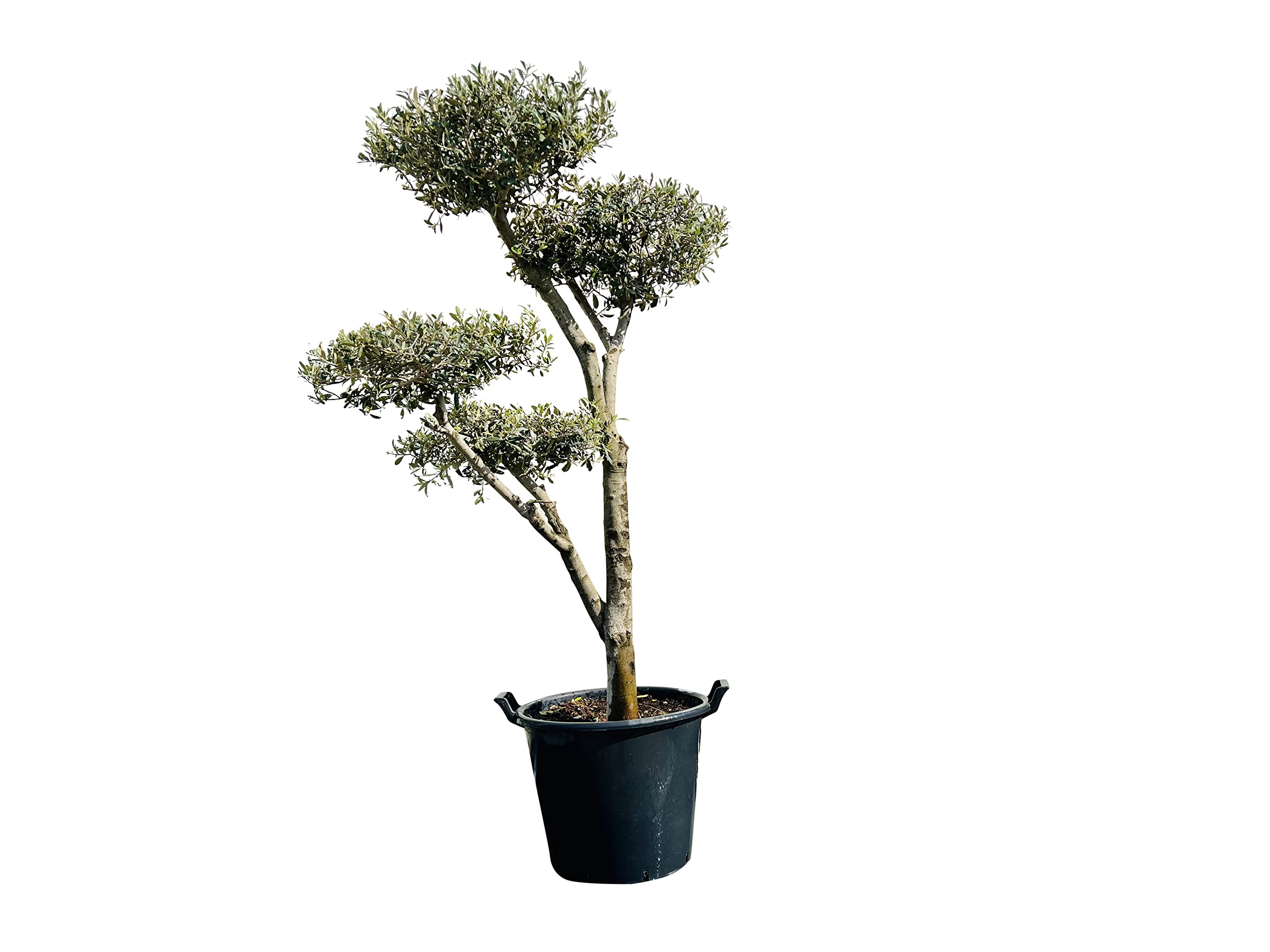 Olea Europea - pon d'olivier, taille du tronc 20-25cm