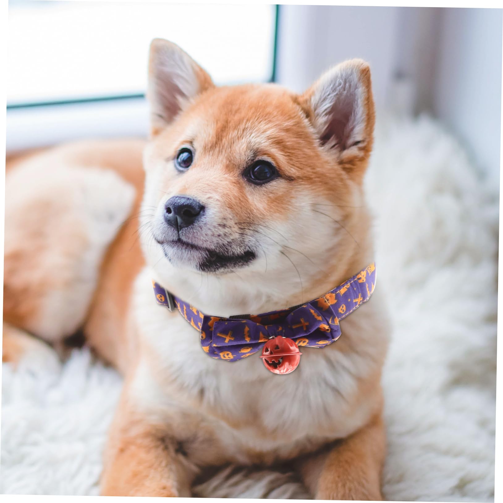 Sosoport 5pezzi Collare Decorativo Per Cani e Gatti Halloween Con Design Tema e Confezione Da Accessorio Festivo Per Animali Domestici Per Foto e Feste Di Halloween