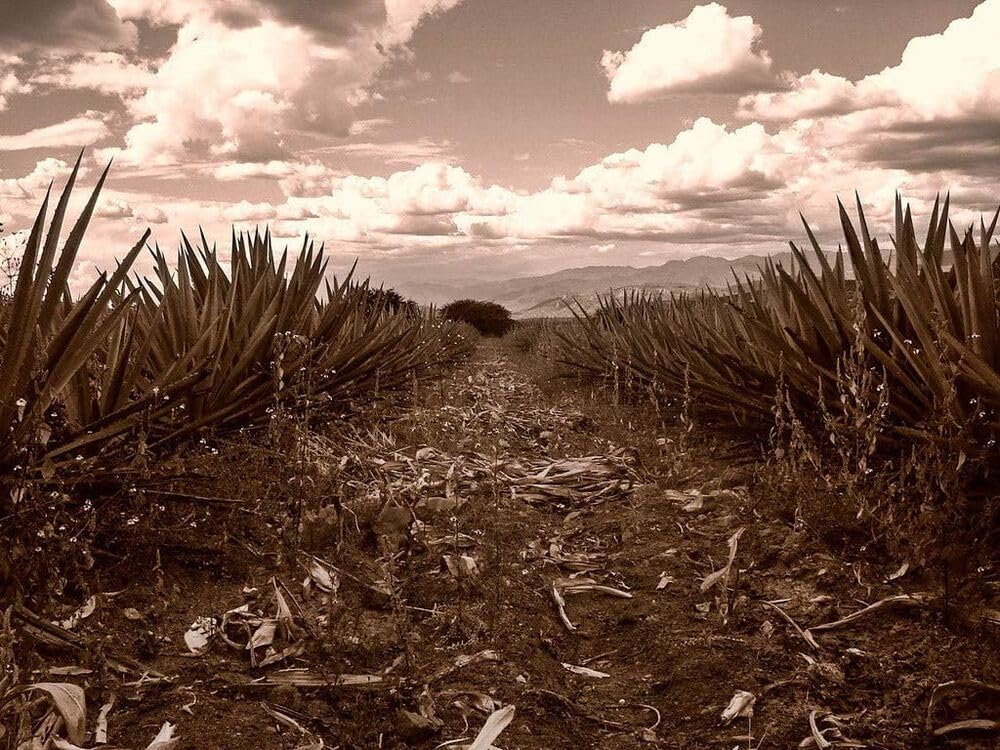 Mezcal Ilegal Reposado