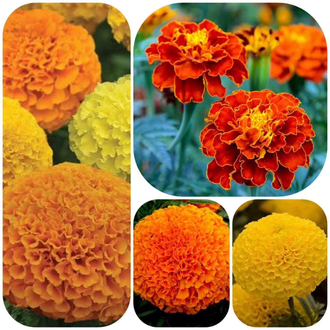 JIGNISHASEEDS Marigold (Genda Fool, Phool) Flower Seeds Pack Of 4 Type Of Marigold Seeds In 1 Pack (B0CBHB6KT5) Amazon Price History, Amazon Price Tracker