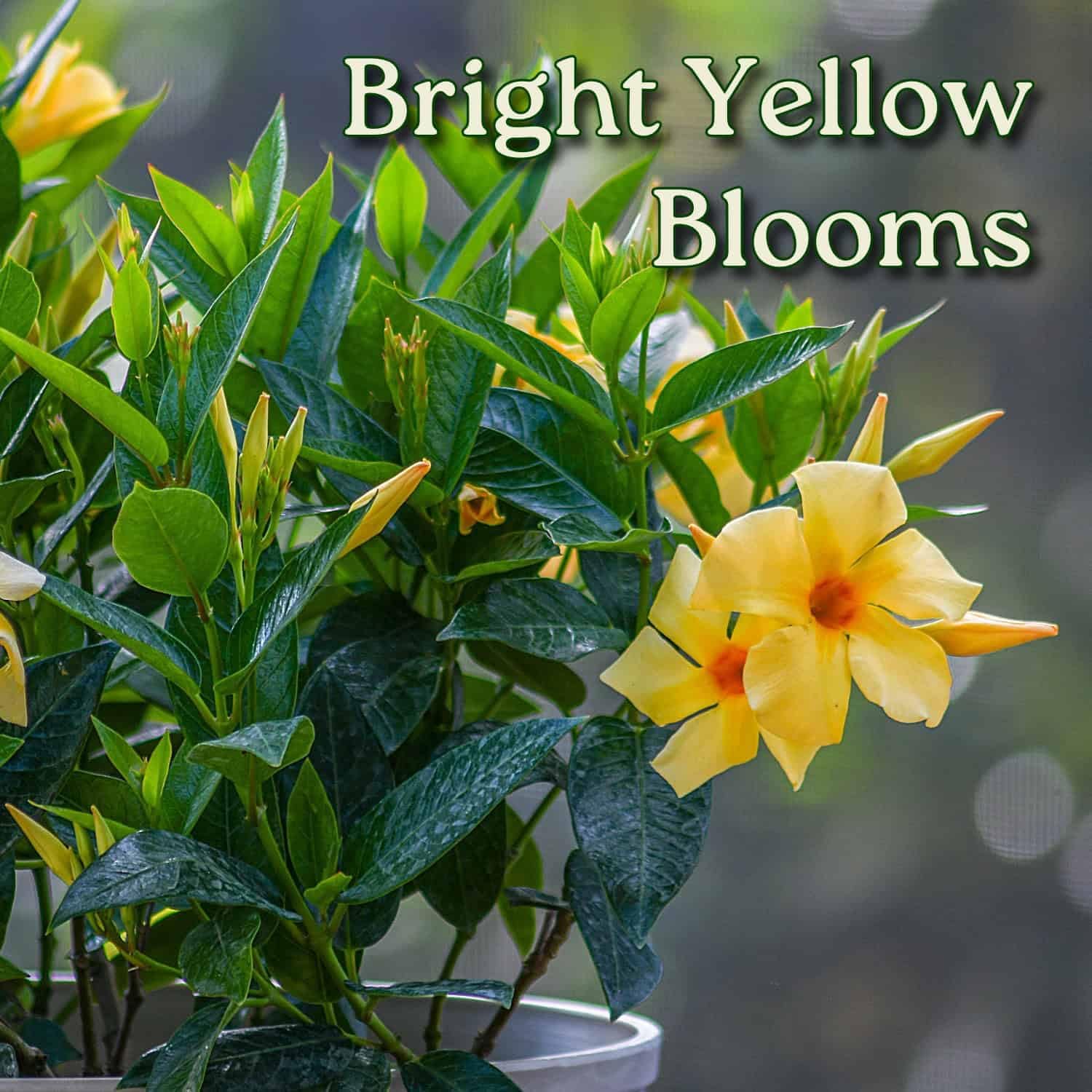 Yellow Dipladenia Bush Live Flowering Plant - 22" to 26" Overall Height - Tropical Plants of Florida (Plant in Growers Planter)