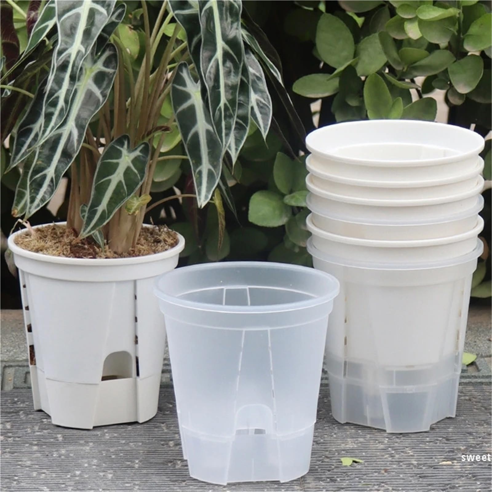 Przezroczyste plastikowe rośliny Przezroczyste doniczki na rośliny, 6 sztuk na storczyki 12-18CM(15CM)