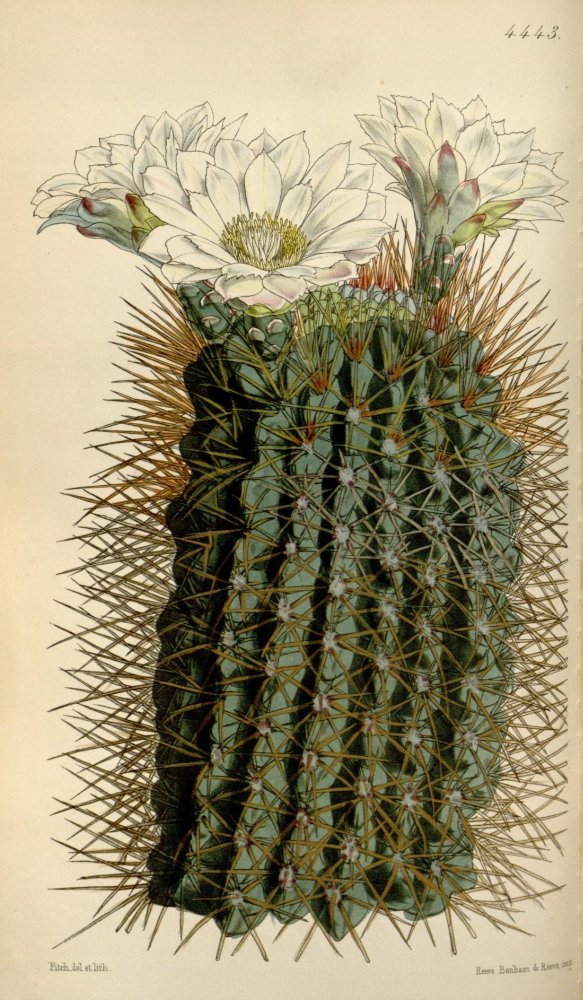 Amazon.com: Posterazzi Curtis's Magazine 1849 Dingy Cereus Cactus Poster  Print by W. Fitch, (18 x 24): Posters & Prints