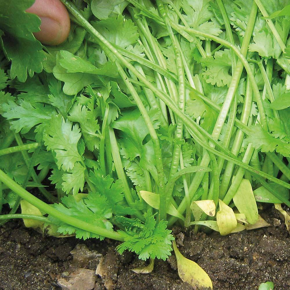 Herb Coriander Calypso is a Cilantro, Chinese Parsley Hardy Annual with excellent bolting resistance by Thompson and Morgan