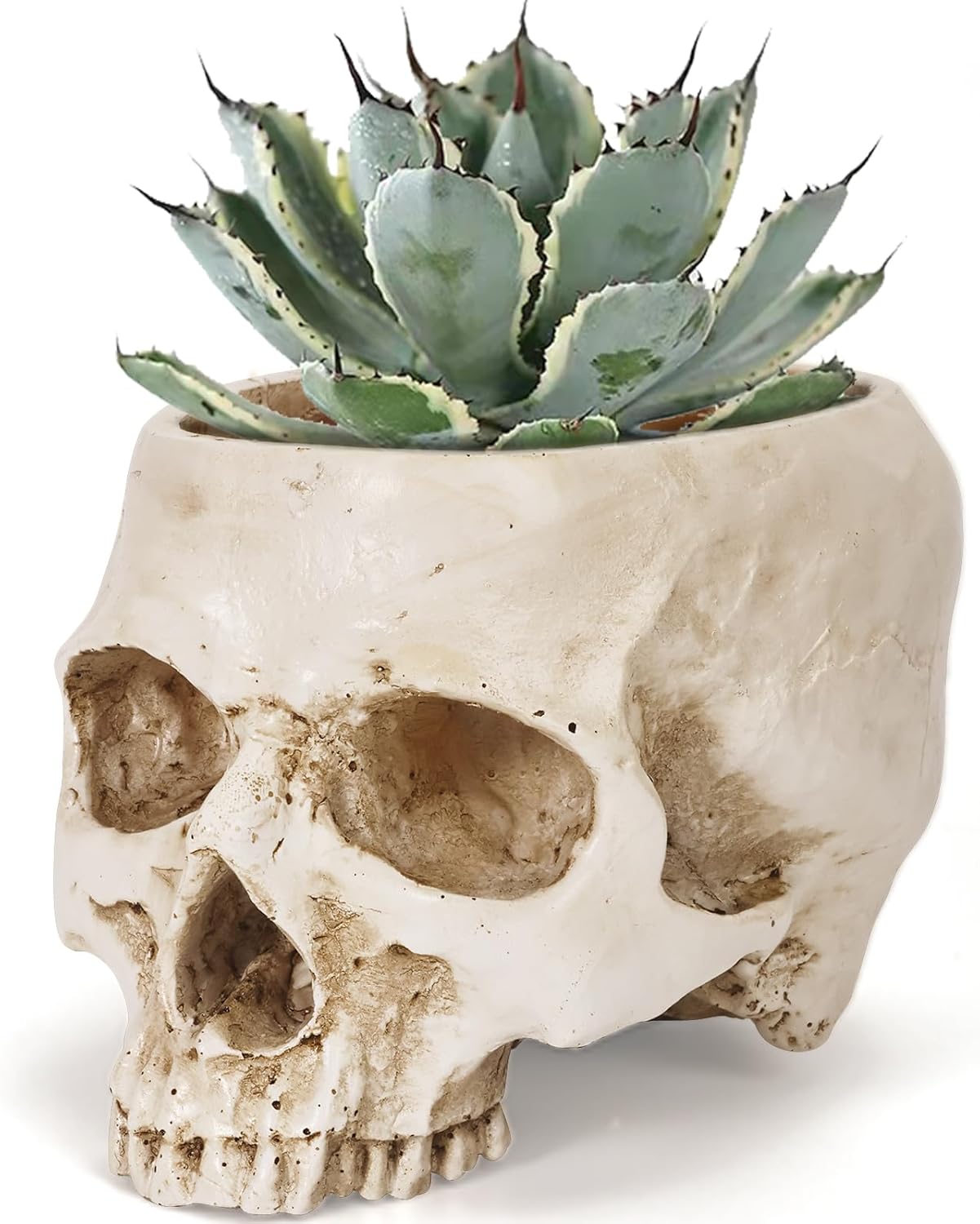 Skull Planter Pot for Plants - Realistic Human Skull Head Flower Pot, Halloween/Gothic Décor, Resin Planter for Succulents, Bonsai, Cactus, Home Bar, Desk, Spooky Gift Idea (Antique White)