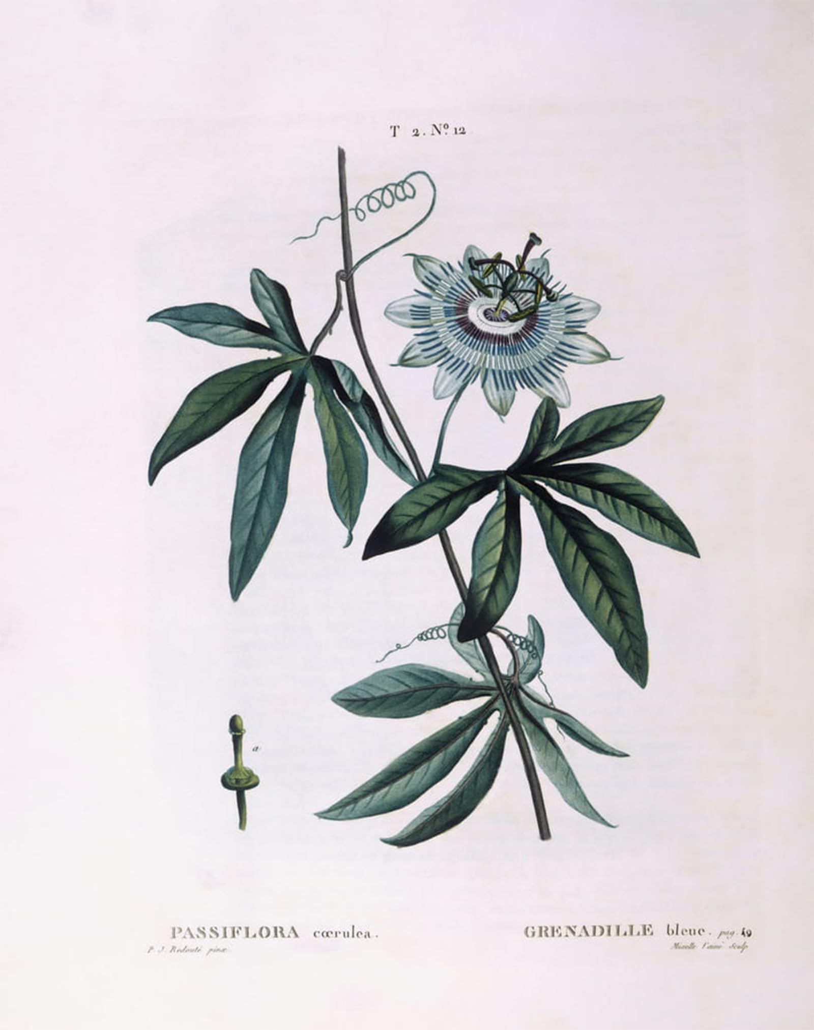 Póster de lienzo artístico Passiflora Blu de Pierre Redouté, alta definición 60x90cm 5