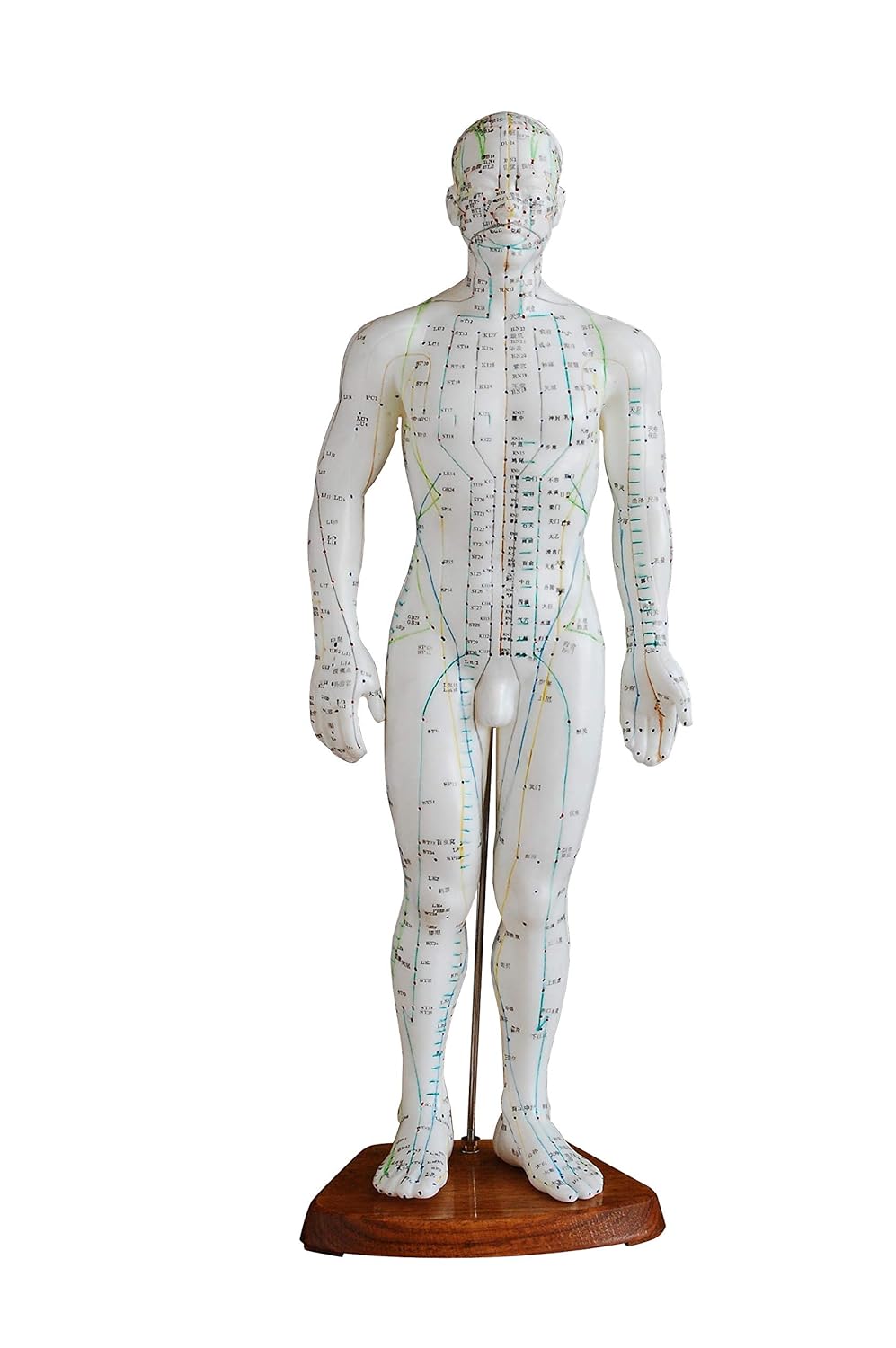 Male Acupuncture Model 20" with Chinese and English Points : Acupuncture Products : Health & Household