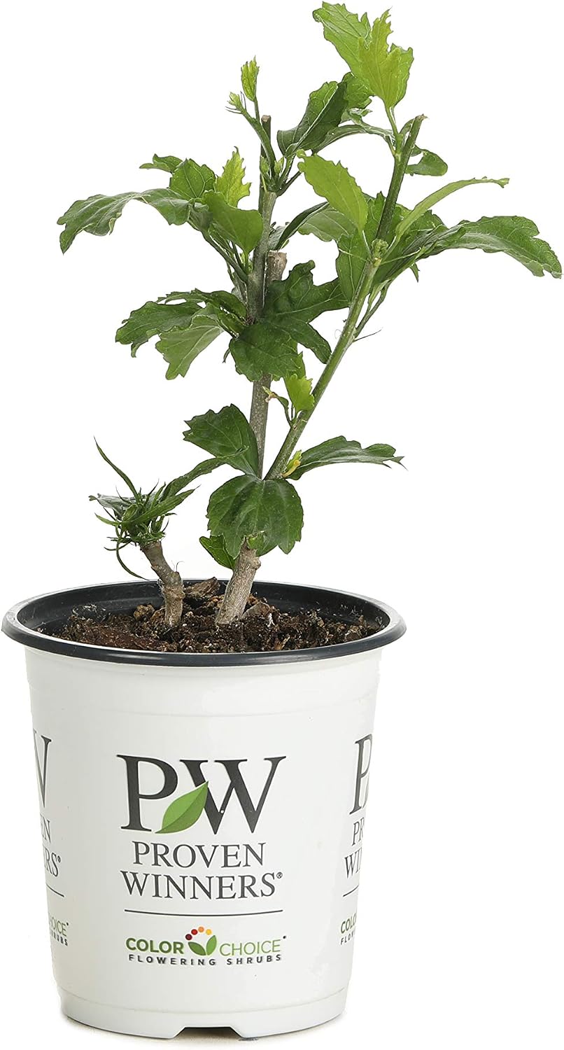 Azurri Blue Satin™ Rose of Sharon - Hibiscus - 4" Pot - Proven Winners
