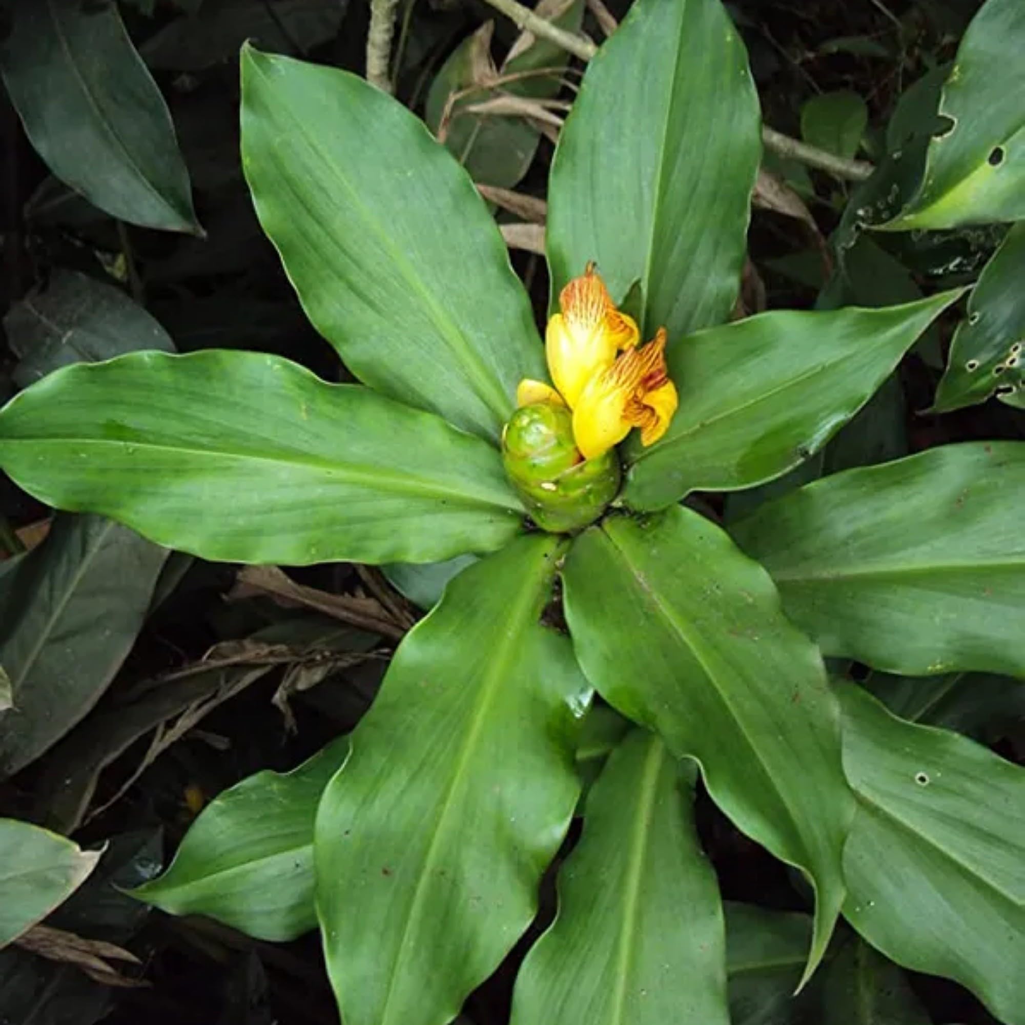 Gurveplantationi Insulin Plant Live Ayurvedic Medicinal Herb Natural Blood Sugar Diabetes Leaves Medicine Herbal Anti Diabetic Spiral Ginger Keukand Chamaecostus Cuspidatus Indian Ginger With Pot (B0CHB6JVW2) Amazon Price History, Amazon Price Tracker