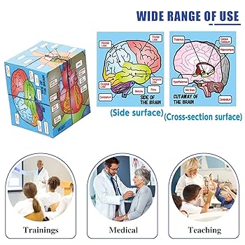 Amazon.co.jp: 人体解剖学 研究キューブ 人体の9つの部分を見せ