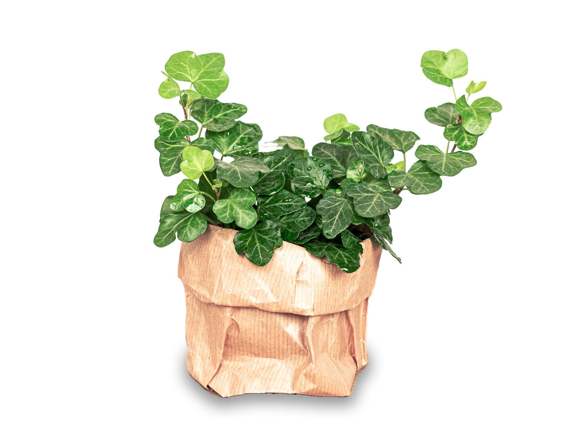 Hedera hélice - Ø 7 cm