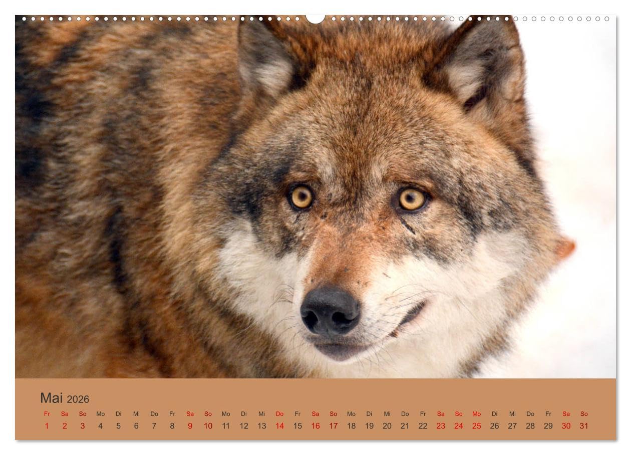 Begegnungen DER WOLF (Wandkalender 2026 DIN A2 quer), CALVENDO Monatskalender: Der Wolf - fantastische Bilder vom Isegrim. (CALVENDO Tiere)